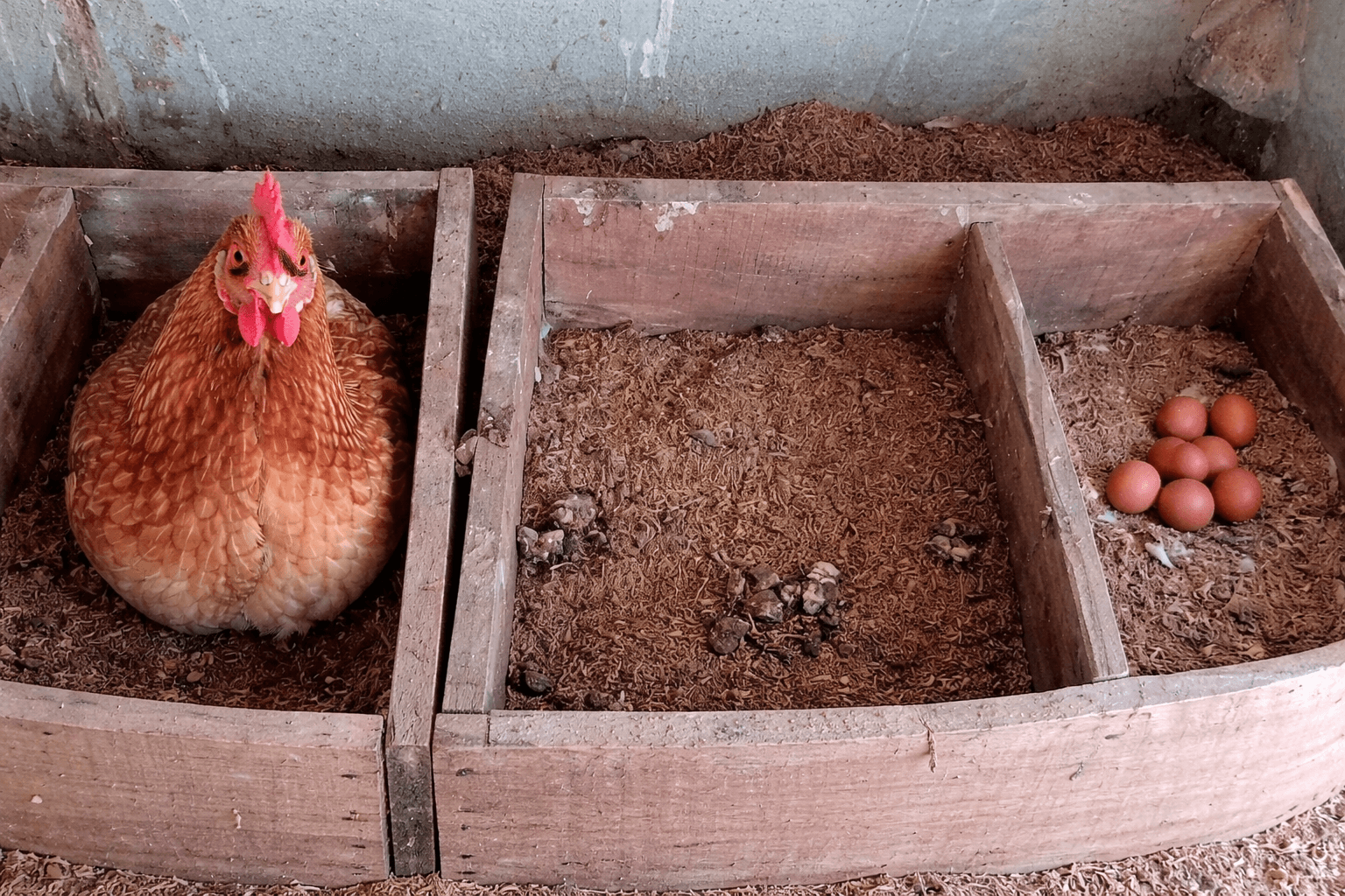 poultry